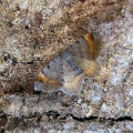 tawny-barred angle (Micaria liturata) Kenneth Noble